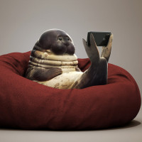Аватар для ВК с тюленями