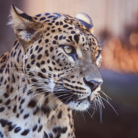 Фотогрфии с леопардами