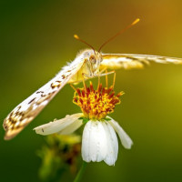 Аватары с бабочками