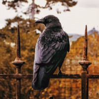 Авы Вконтакте с воронами