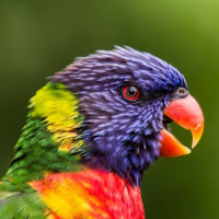 Картинка попугаи