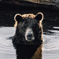 Аватары с медведями