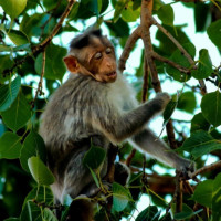 Фото с обезьянами