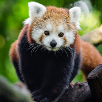 Авы Вконтакте с красными пандами