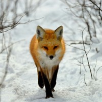 fox