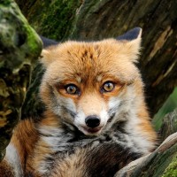 Упоротая лиса с поджатыми ушами сидит в укромном месте