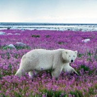Белый медведь идёт по поляне, заросшей фиолетовыми цветам