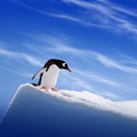 Аватар пингвины