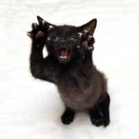 Чёрный котёнок бросается с выпущенными когтями.