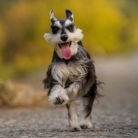 Радостный пёс породы цвергшнауцер бежит по дороге с высунутым языком