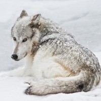 Авы Вконтакте с волками