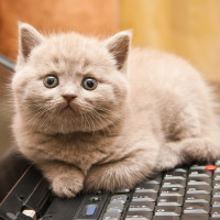 Пушистый котёнок лежит на тёплой клавиатуре ноутбука