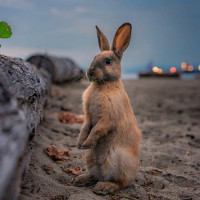 Аватар для ВК с кроликами