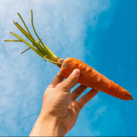 Фото с морковью
