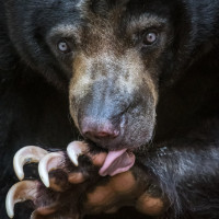 Фотогрфии с медведями