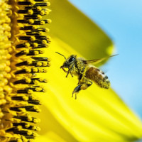 Скачать авы пчёлы