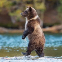 Взаимодействие водной жизни и наземных животных