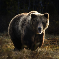 Картинка на аву медведи