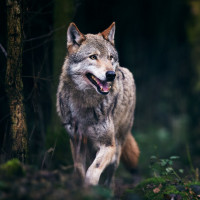 Аватар для ВК с волками
