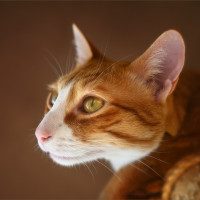 Картинка на аву коты