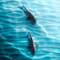 Фото с акулами