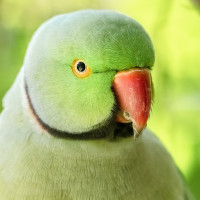 Аватар для ВК с попугаями