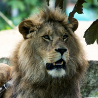 Аватар львы