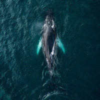 Фотогрфии с китами