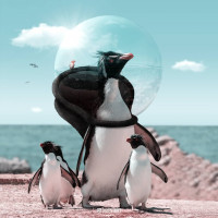 Фотки с пингвинами