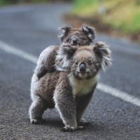 Фото с коалами