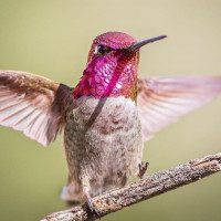 Аватар для ВК с колибри