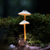 Фотогрфии с грибами