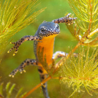 Картинка саламандры