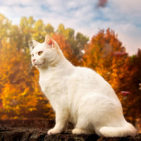 Аватар для ВК с котами