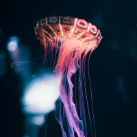 Картинка медузы