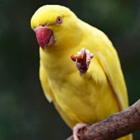 Parrots images