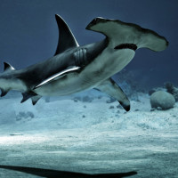 Фотки с акулами