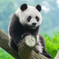 Pandas images