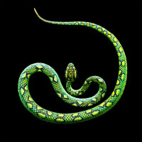 Картинка змеи