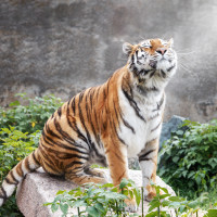 Фотогрфии с тиграми