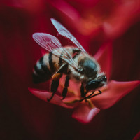 Скачать авы пчёлы