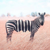 Аватар зебры