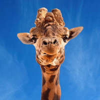 Фото с жирафами