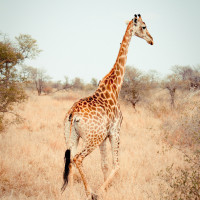 Аватар для ВК с жирафами