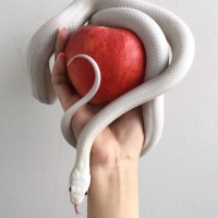 Аватар для ВК с яблоками