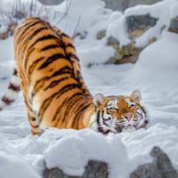 Фотки с тиграми
