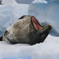 Аватарка тюлени