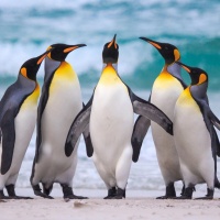 Аватарка пингвины