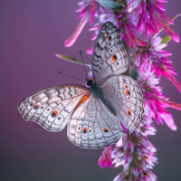 Картинка бабочки