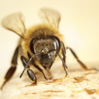 Аватарка пчёлы
